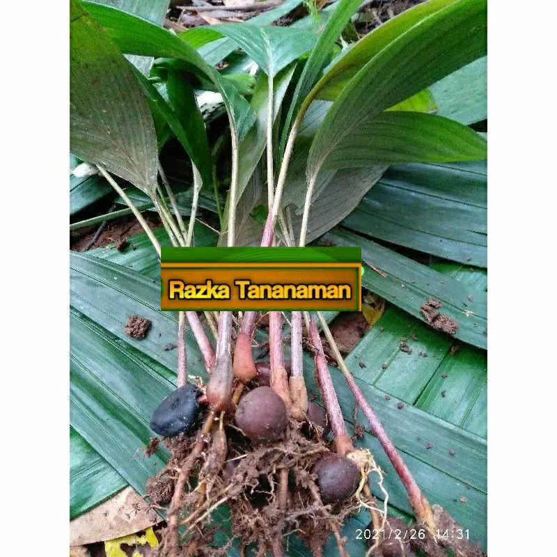 tanaman pohon salak / bibit pohon salak / tanaman salak /bibit salak