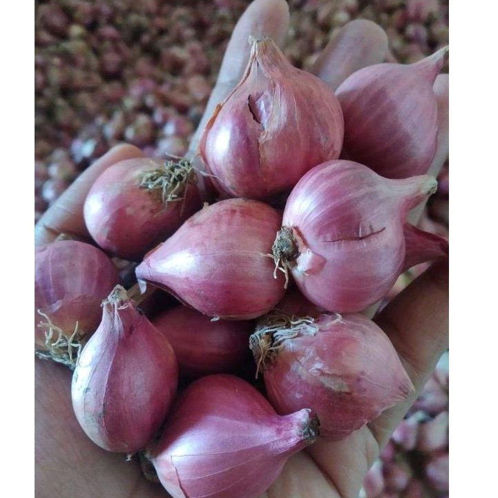 

Bawang Merah 1/2kg