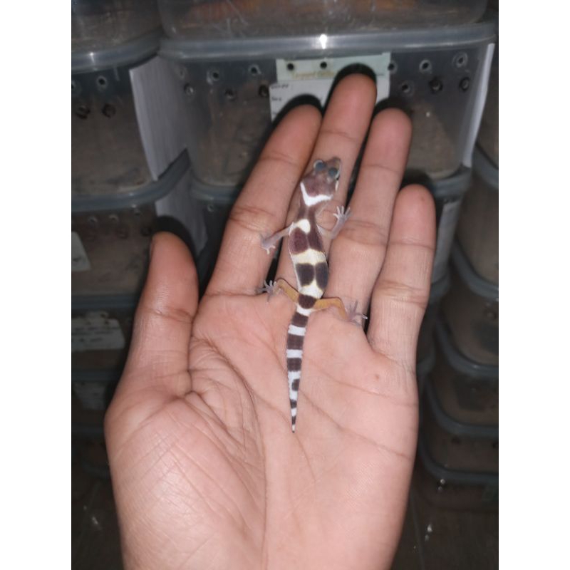 MAINAN - GECKO BABY RANDOM DATA AMAN