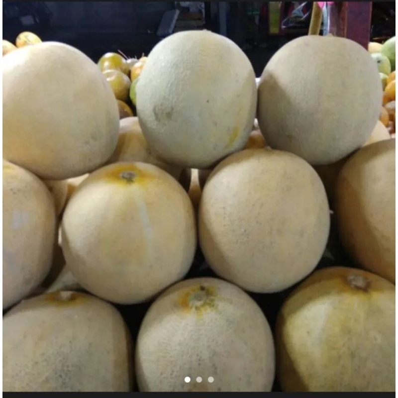 

Melon Madu Medium