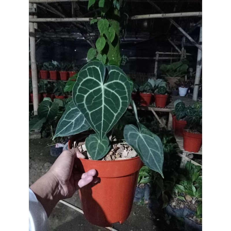 Tanaman hias kuping gajah Tarantula ori ukuran dewasa