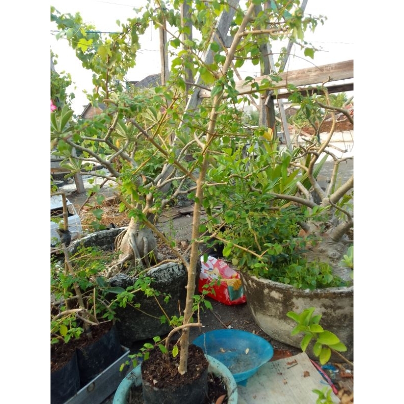 BIBIT BAHAN BONSAI WARENG BINTANG