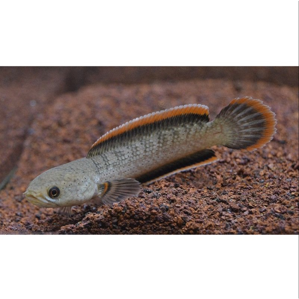 LIMBATA LAWU PREMIUM GRADE A+