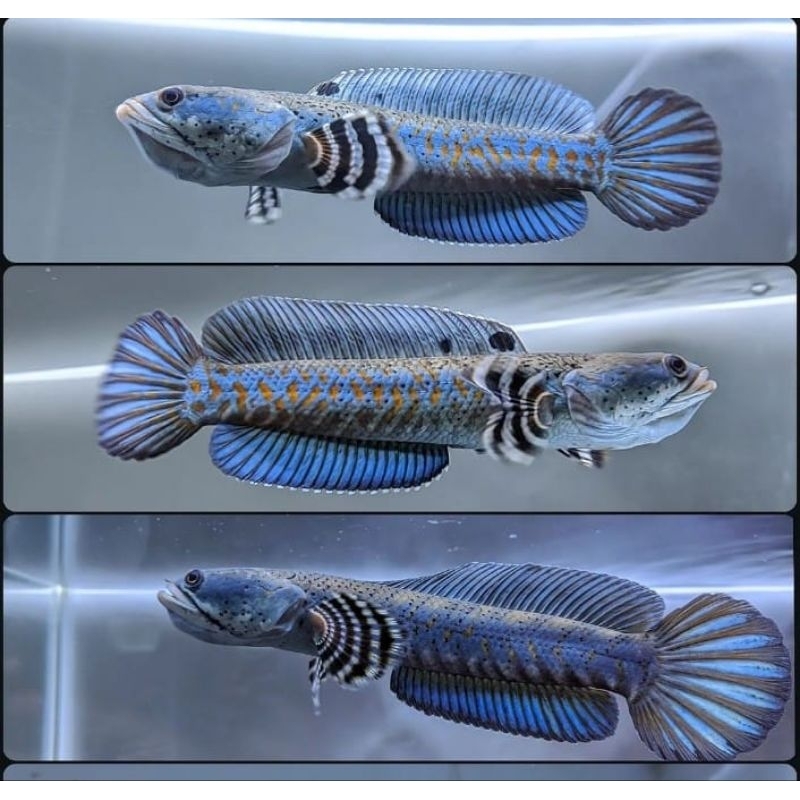 Chana blue pulchra full dot yellow spot mulai keliatan size 4-5cm