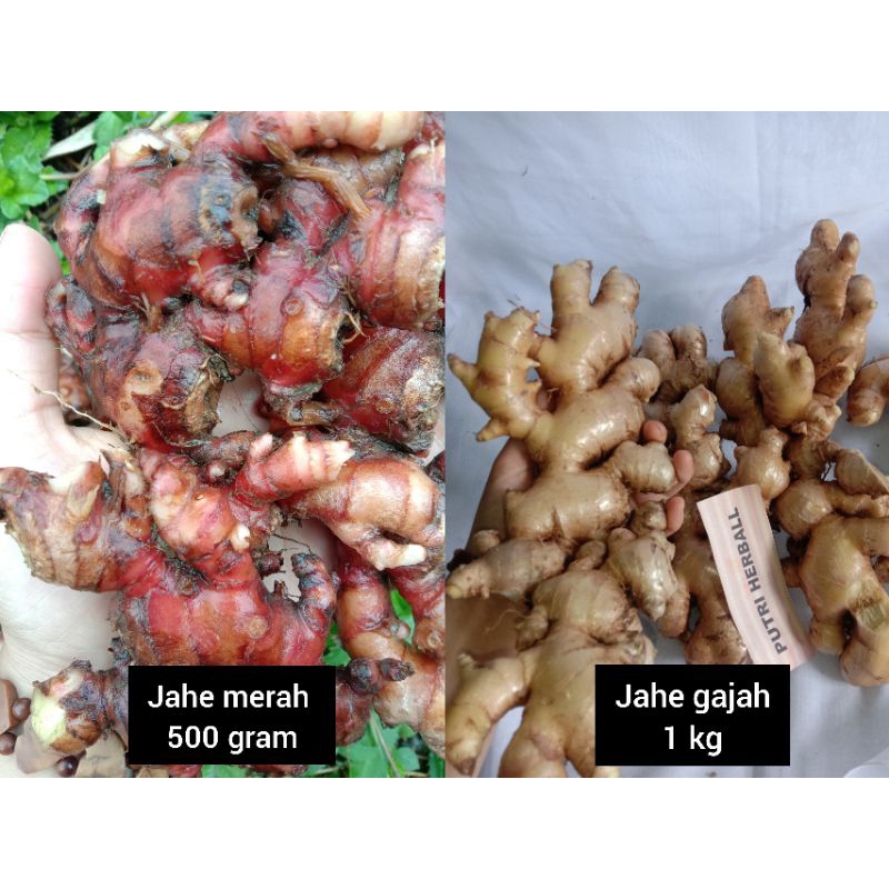 

JAHE MERAH 500 GRAM JAHE GAJAH 1 KG