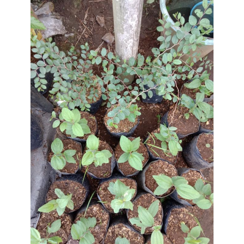 bisa cod BIDARA ARAB BIDARA INDIA