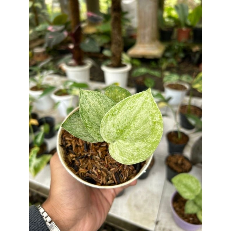Scindapsus Silversplash Yellow Marble Variegata