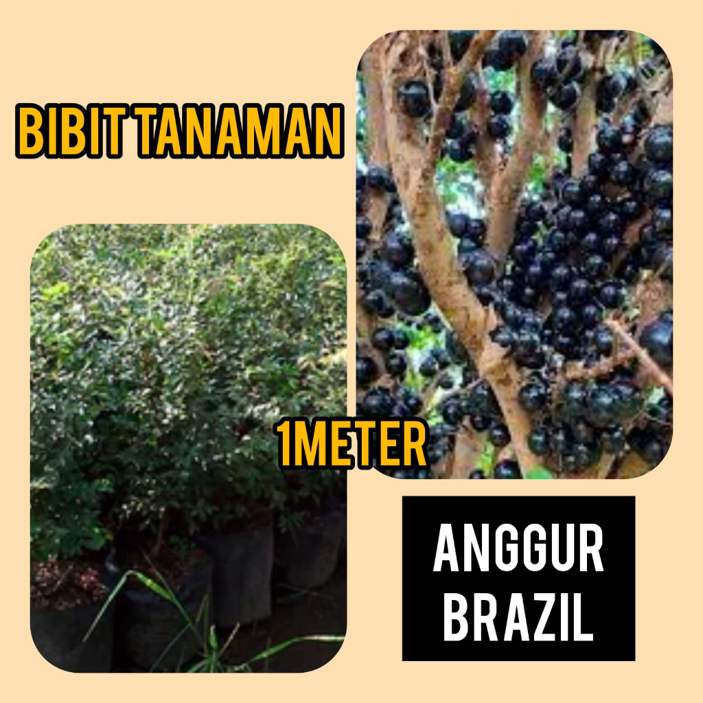 Bibit Anggur Brazil 1 Meter
