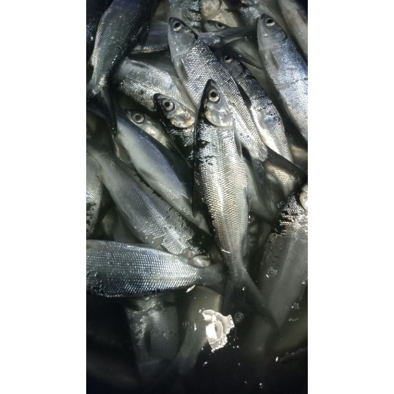 

IKAN BANDENG