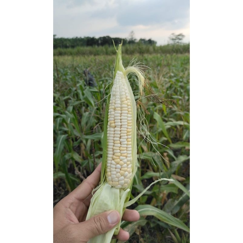 

jagung ketan putih manis / jagung ketan / jagung manis / jagung pulut / jagung viral