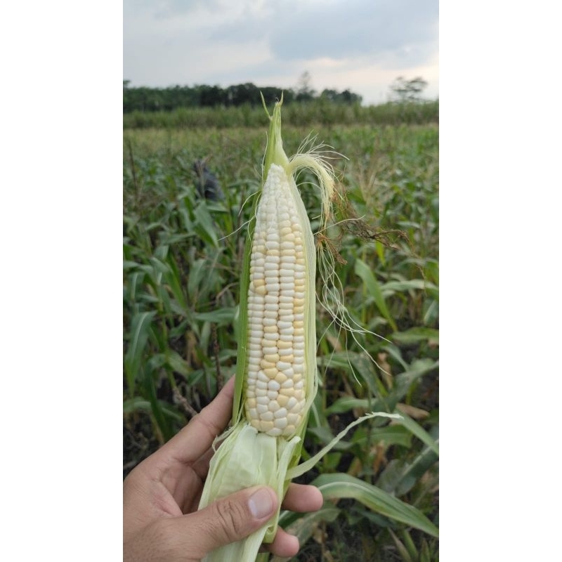 jagung ketan putih manis / jagung ketan / jagung manis / jagung pulut / jagung viral