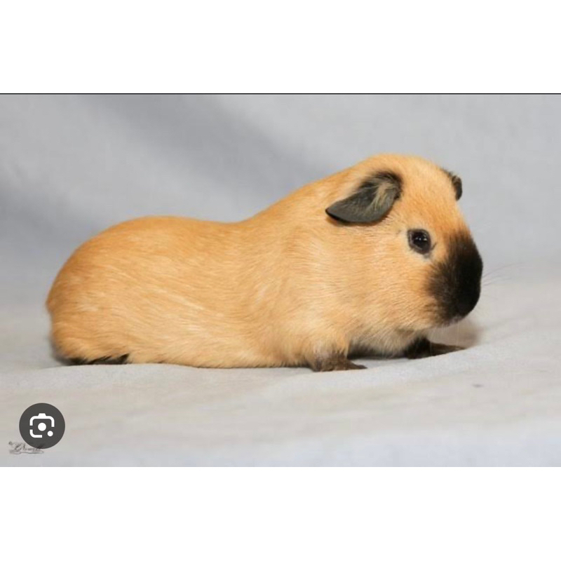 GUINEA PIG CALIFORNIA