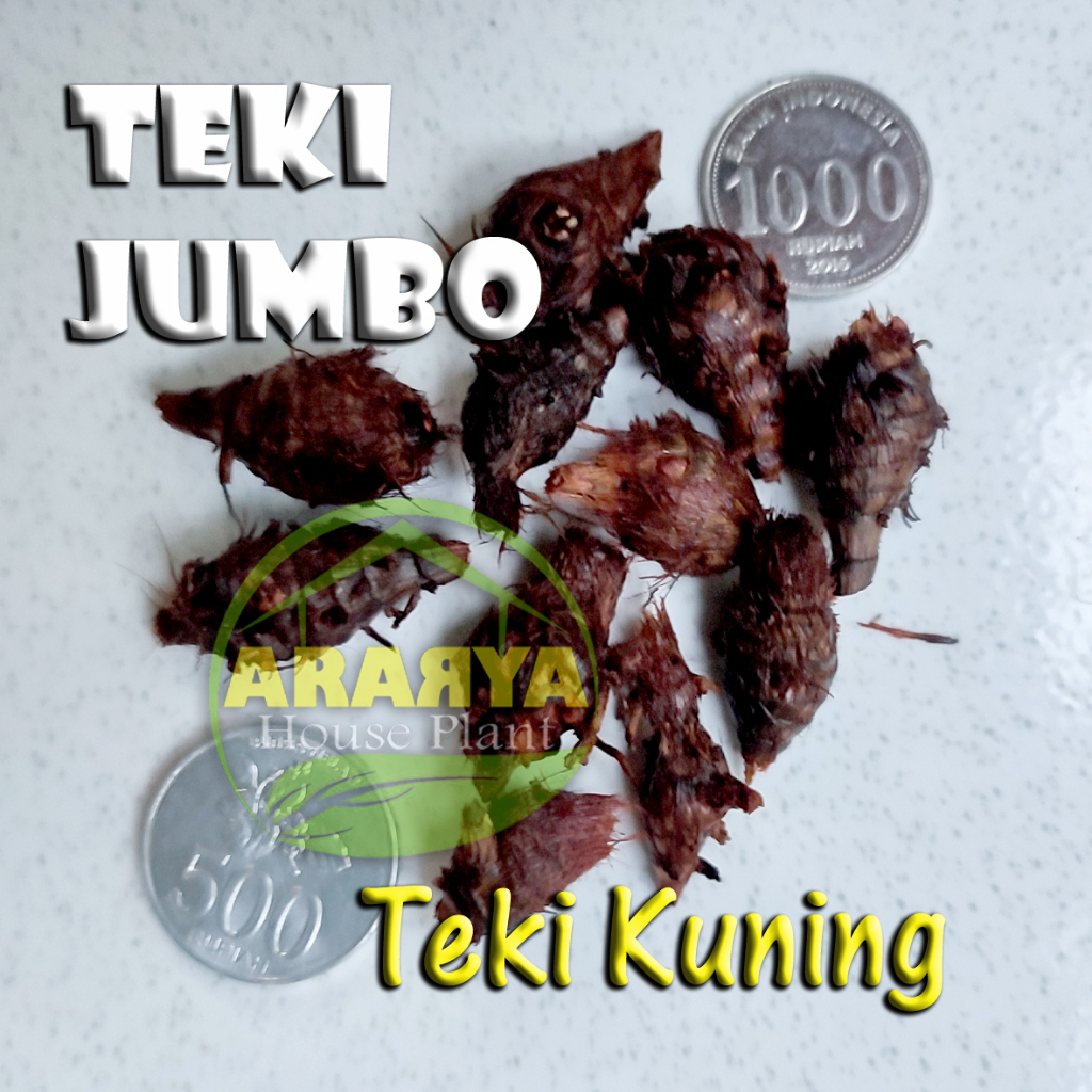 

BONGGOL UMBI SUKET TEKI BESAR Net 1 Kg / Rimpang Rumput Teki Kuning / Cyperus Rotundus / Umbi Manggata