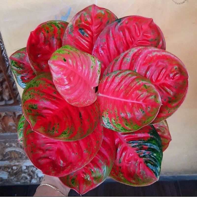 Aglonema Wulandari Super Roset Merah Merona - tanaman hias hidup - bunga hidup - bunga aglonema - aglaonema merah - aglonema merah - aglonema murah - aglaonema murah