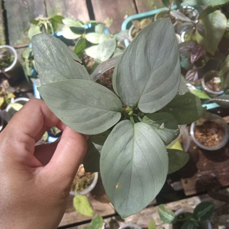 homalomena silver