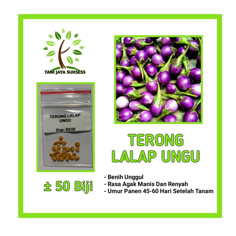 50 Benih Terong Lalap Ungu Benih Terong Lalap Ungu Unggul Berkualitas Bibit Terong Lalap Ungu Bibit 
