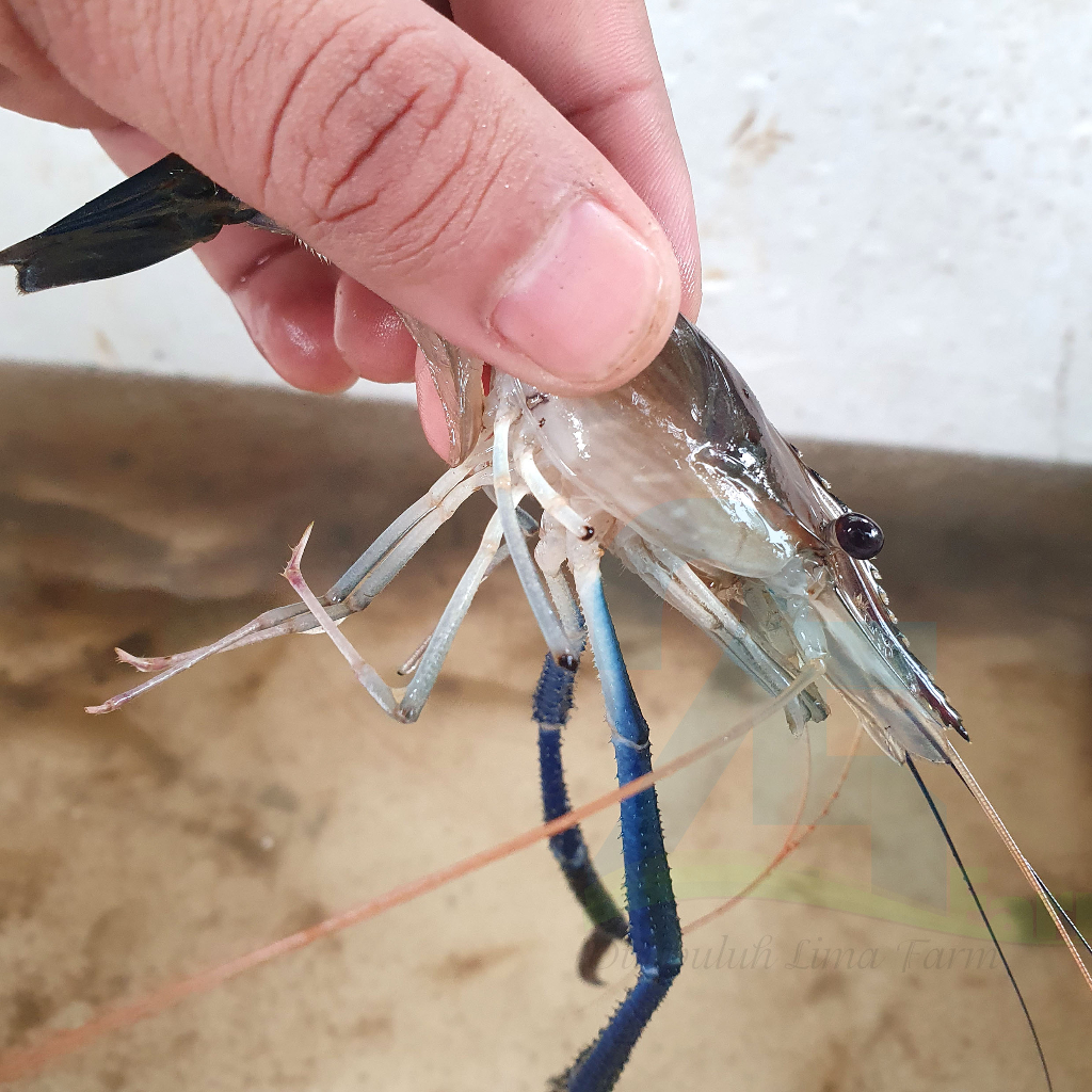 makanan Indukan udang galah 1set