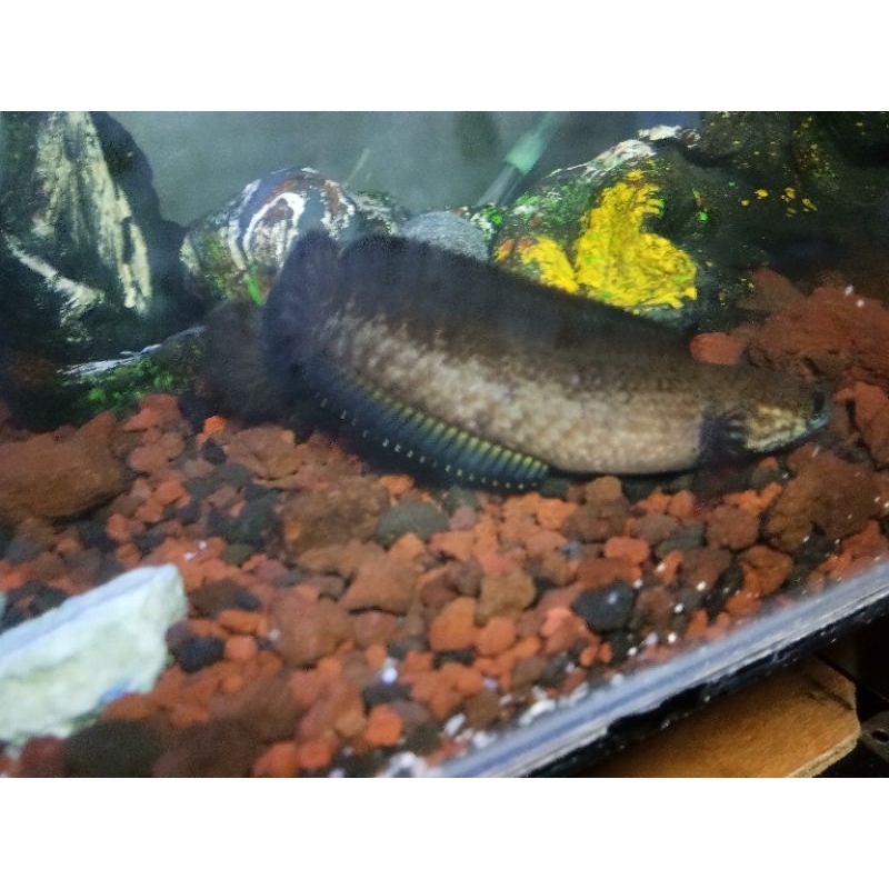 

Ikan Channa Size Medium