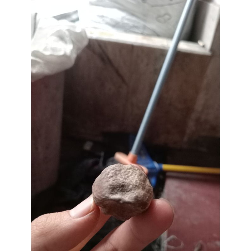 Muncang_jayanti_yanti