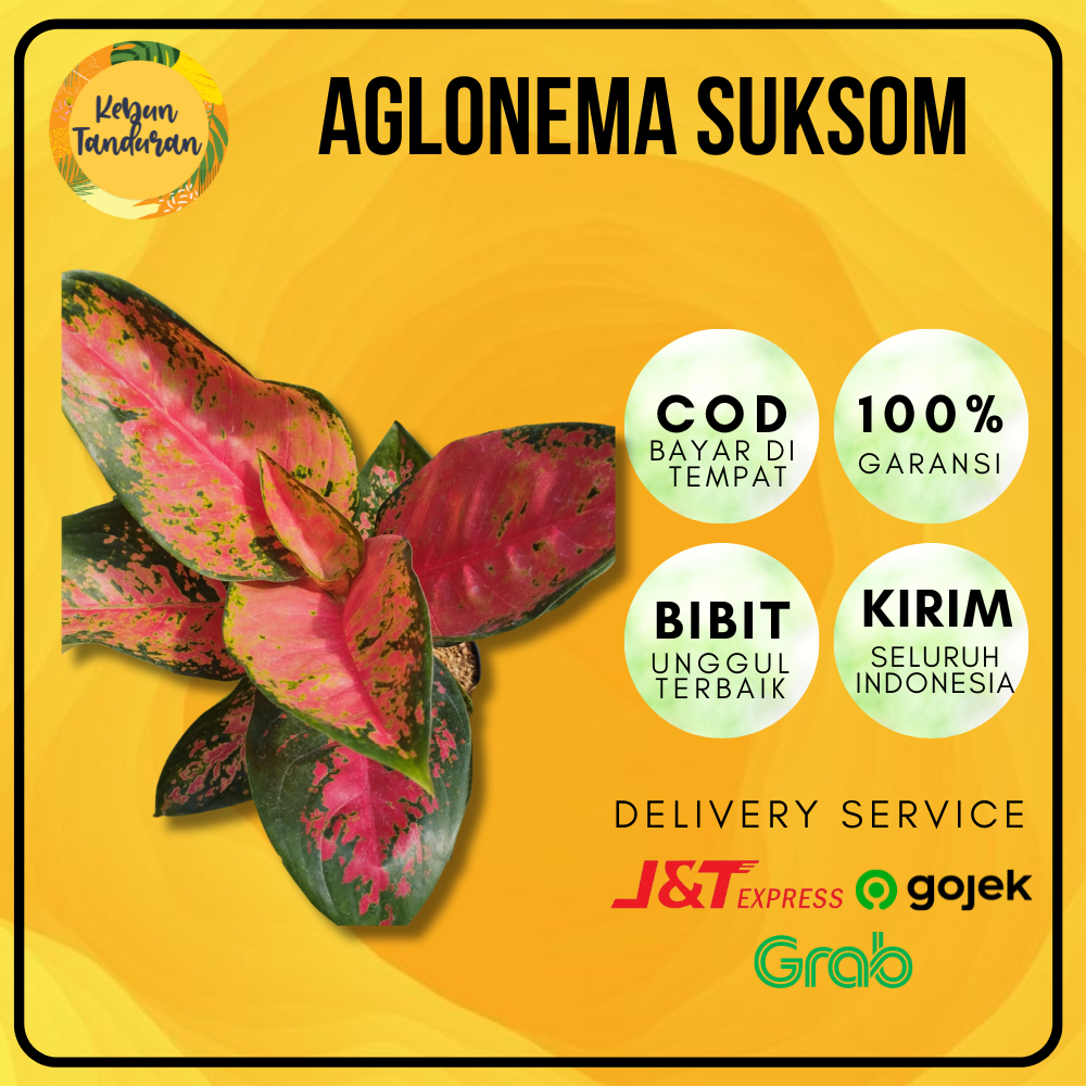 Tanaman Hias Indoor Aglonema Suksom Batik Tanaman Hidup Aglaonema Suksom