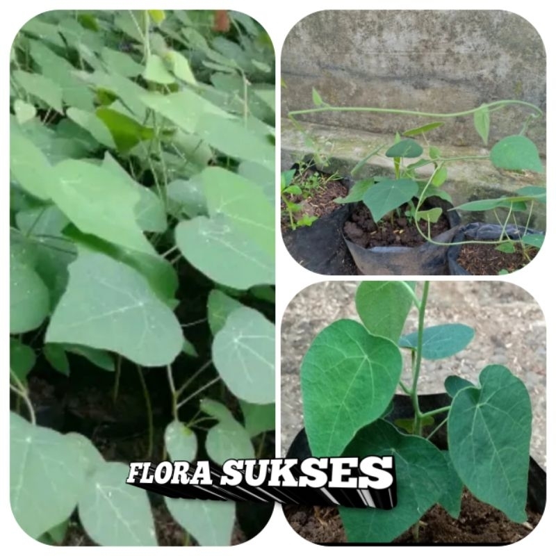 Tanaman Cincau Bulu Bibit Cincau Rambat