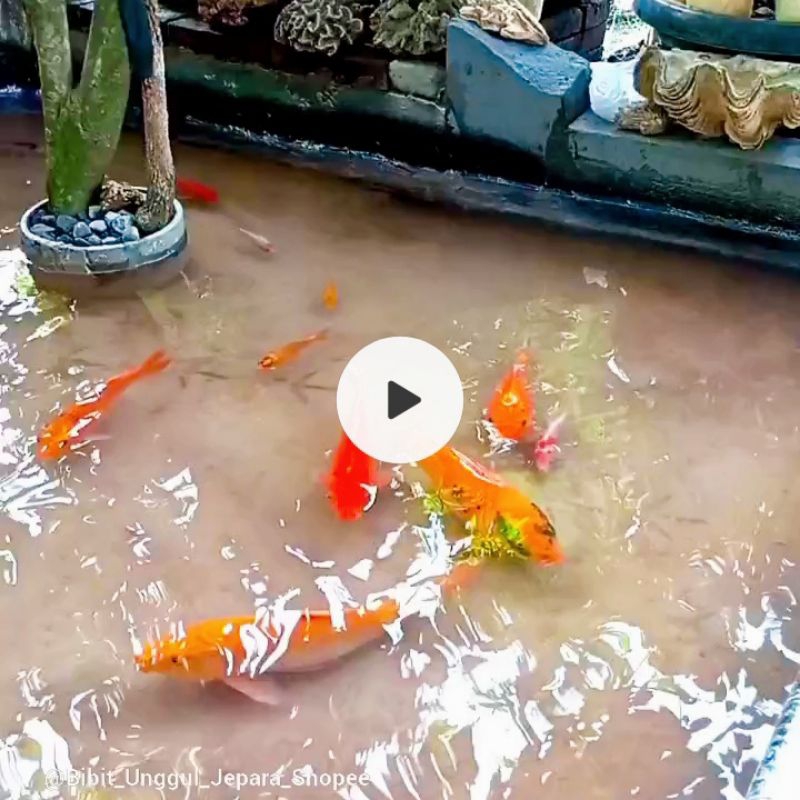 PACKING STYROFOAM KOI JUMBO INDUKAN 20CM+