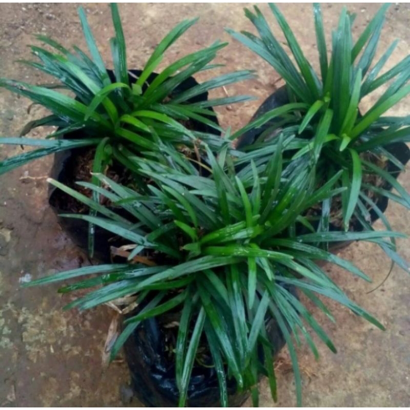 pohon kucai mini / rumput kucai mini