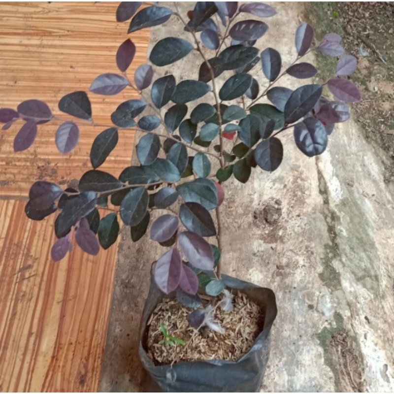 tanaman hias serut merah