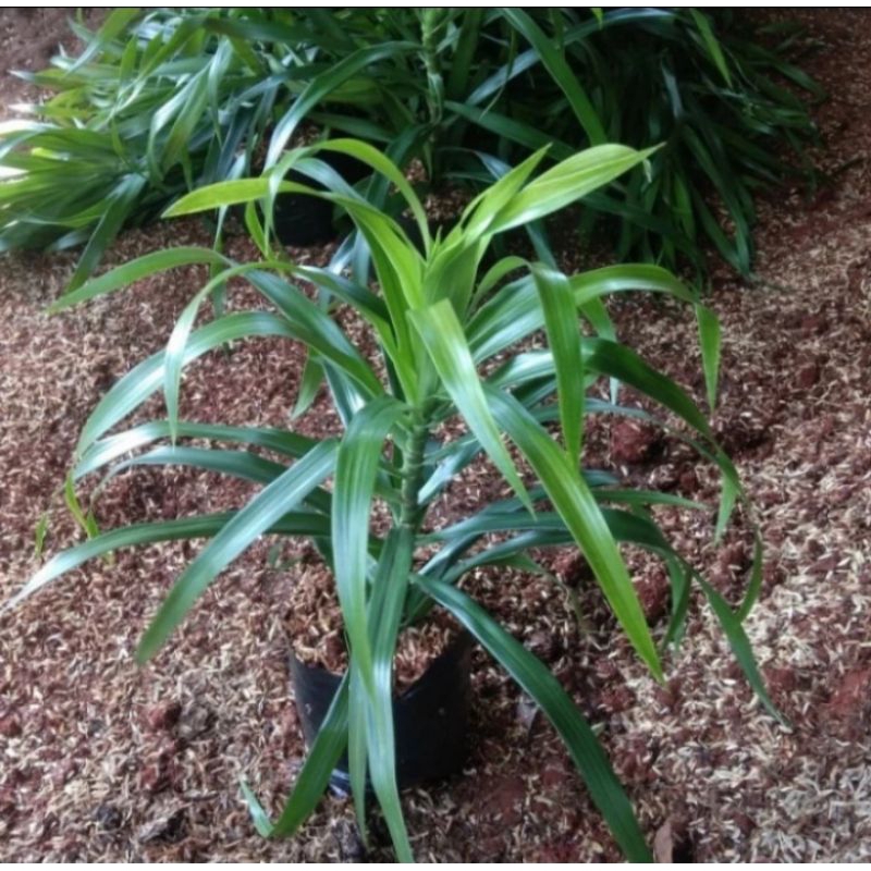 pohon Suji belut/ pewarna makanan alami