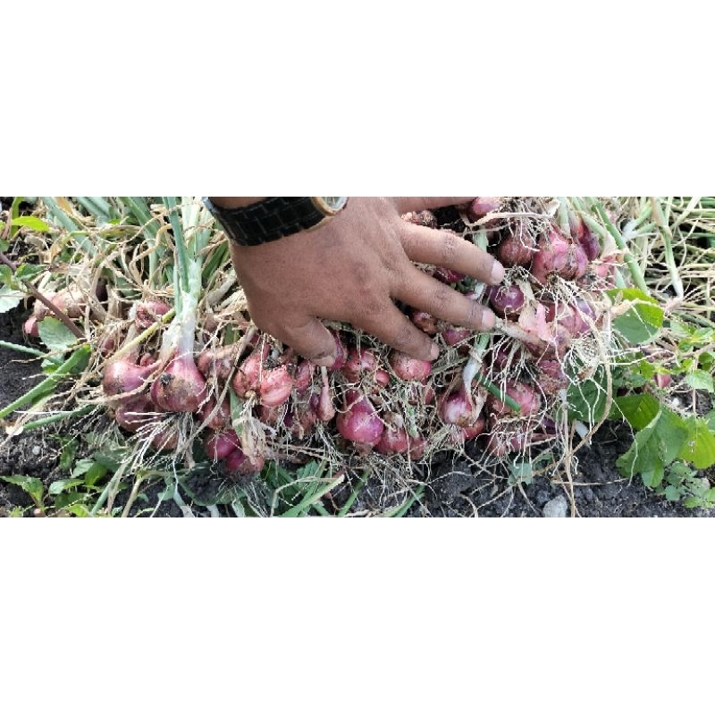 

bawang merah
