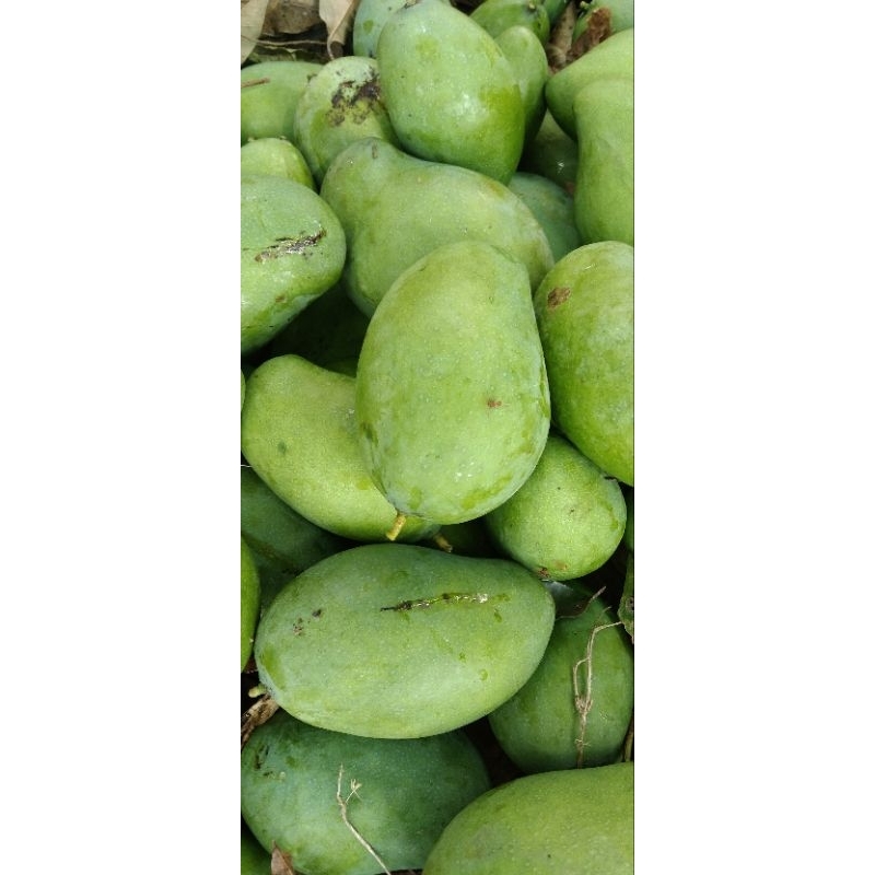 

1kg mangga muda mentah asam buat rujak .