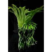 Tanaman Hias Platycerium Coronarium