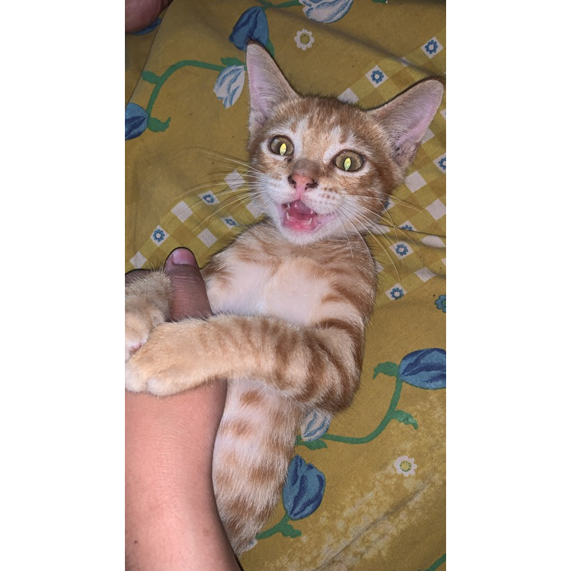 

di jual miau