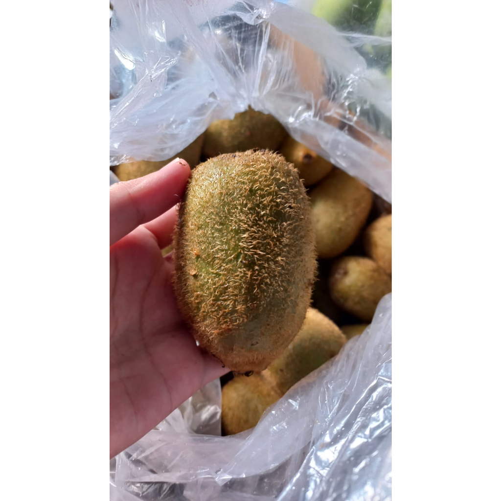 

Buah Kiwi - Buah Import