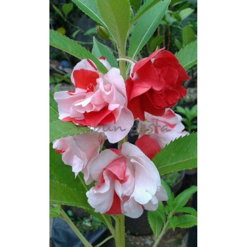 Biji pacar air bicolor