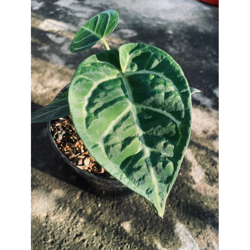 anthurium dorayaki x papilillaminum