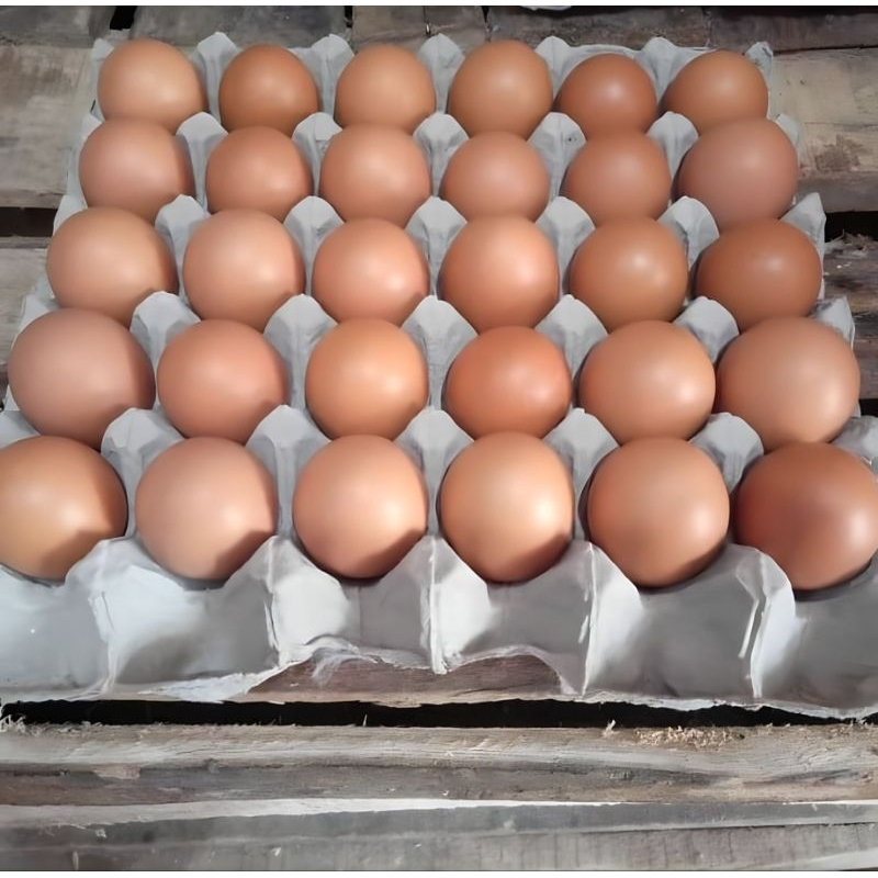 

Telur Ayam Negeri Fresh