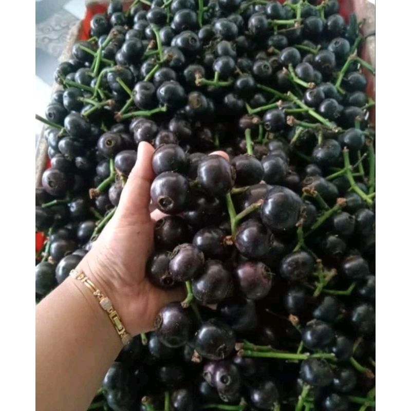 

Buah gowok gede2 seger