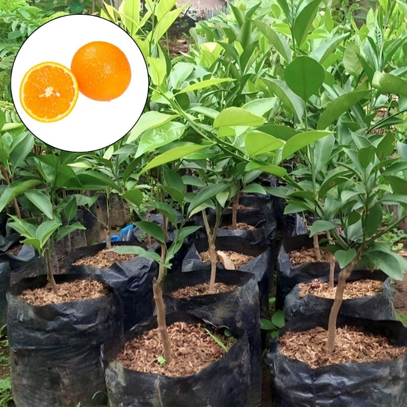 bibit tanaman jeruk sankis okulasi cepat berbuah