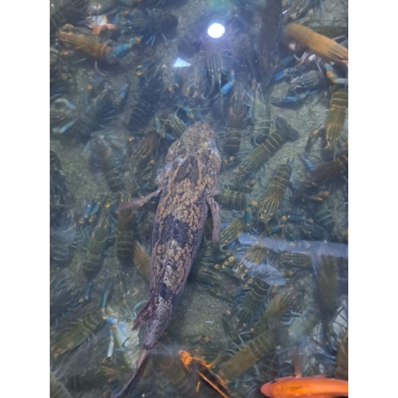 

paket lengkap budidaya lobster air tawar rumahan ( lihat deskripsi)