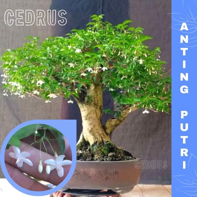ANTING PUTRI BONSAI (isi-3) Benih Biji Pohon Bunga