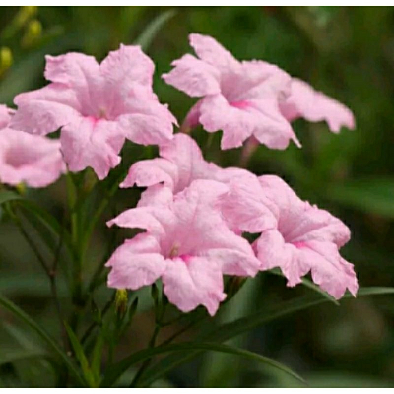 (promo terbatas. beli 2 gratis 1)TANAMAN HIAS BUNGA RAWELIA PINK