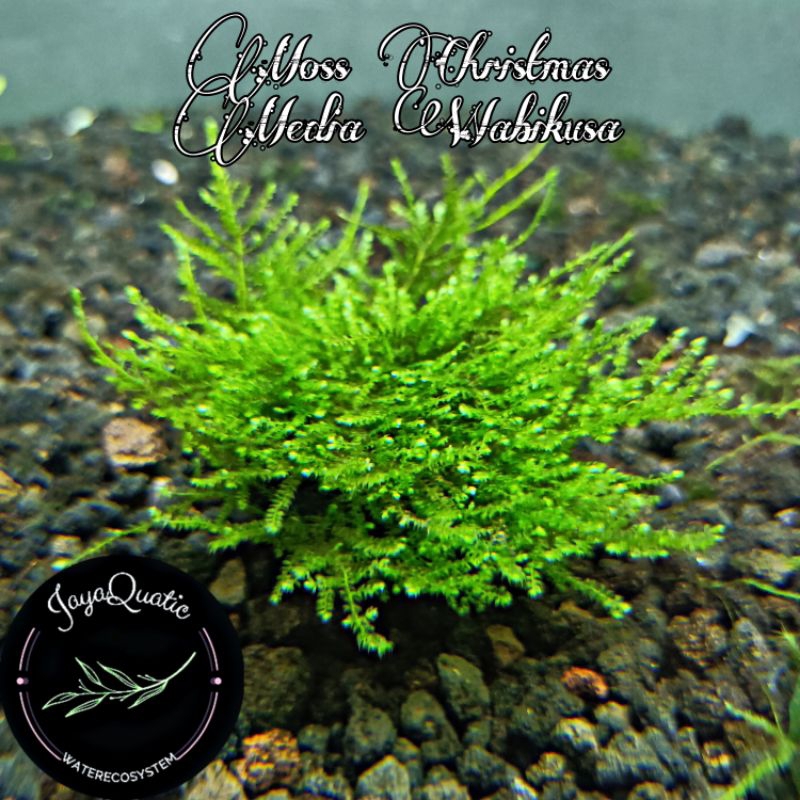 Moss Christmas/Xmas Media Wabikusa - Lumut/Moss Aquascape Aquarium Paludarium