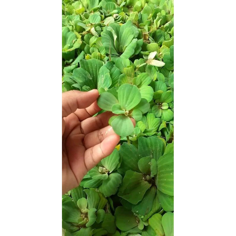 Tanaman Air Ukuran Jumbo Apu Apu atau Kapu kapu Mawar