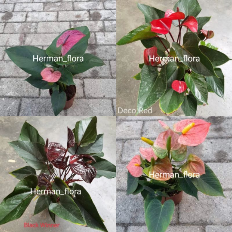 Bibit tanaman hias anthurium bunga mix // anthurium