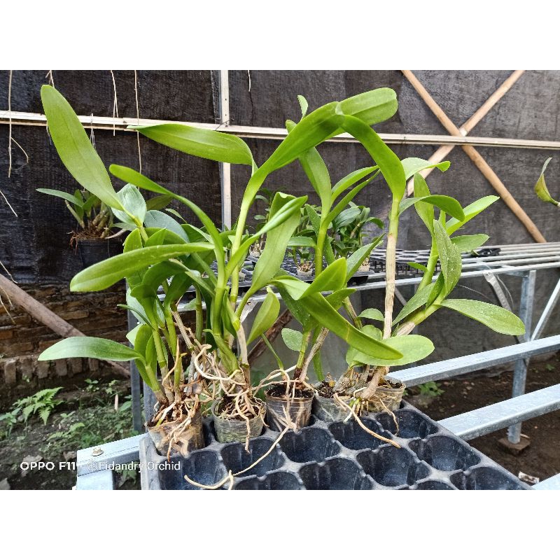 Bibit anggrek dendrobium melintir keriting seedling jumbo Pra Remaja