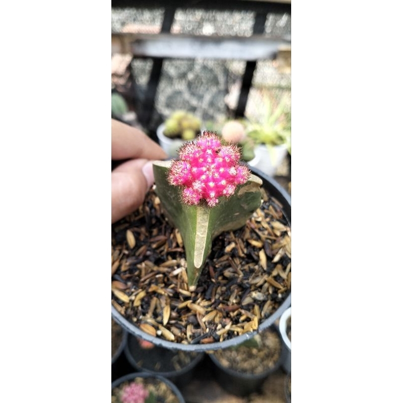 kaktus grafting import mini