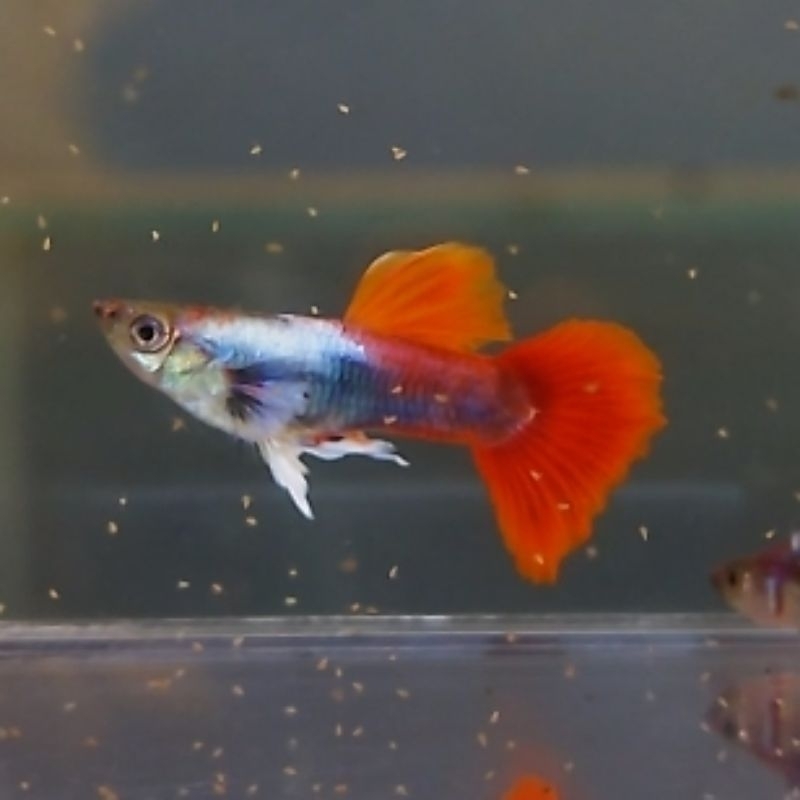 

Paket 3 pair Platinum Red Tail