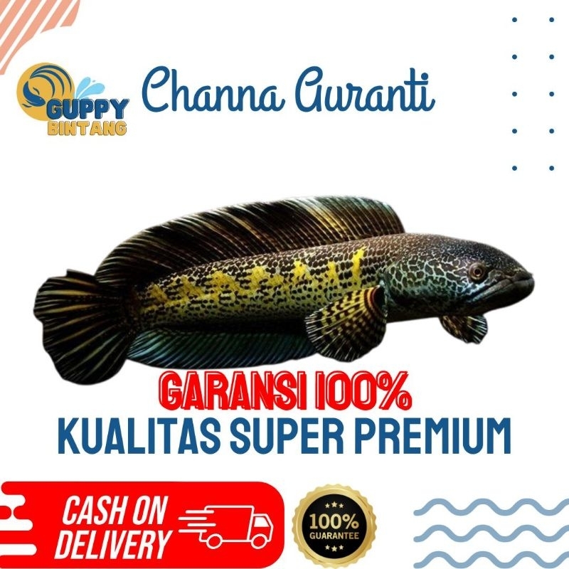 Channa Auranti Grade A Super Mulus Size 8-10 Cm