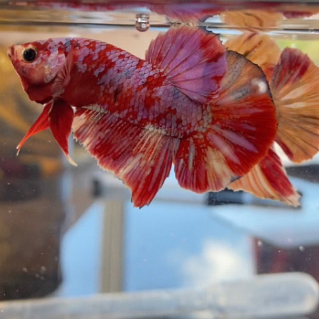 Hiasan ikan cupang barongsai bahan/indukan